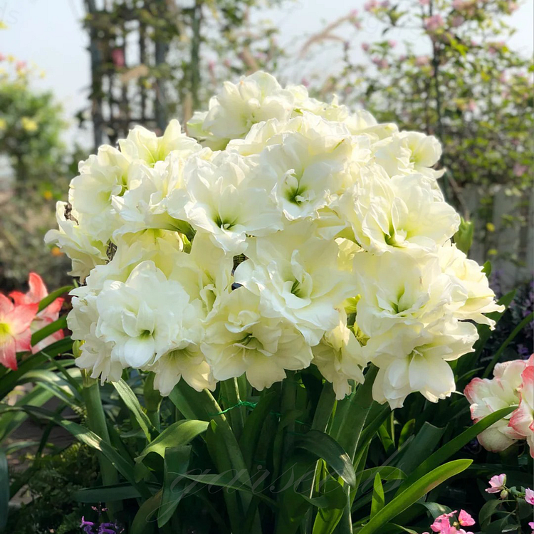 Луковици на амарилис с двоен цвят🌼