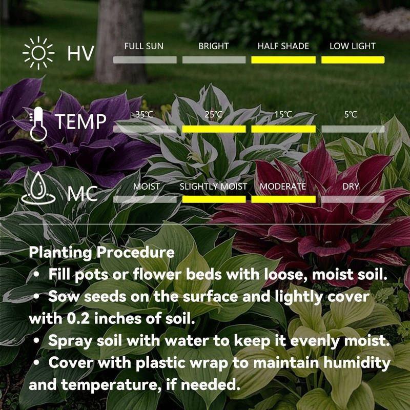 🌿 Редки луковици на Хоста🎁 Специална оферта 2025