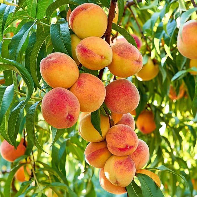 🍑Много сладки и сочни прасковени семки