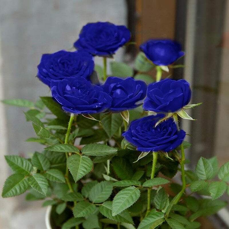 💙СЕМЕНА ОТ РОЗА BLUE ECHANTRESS✨