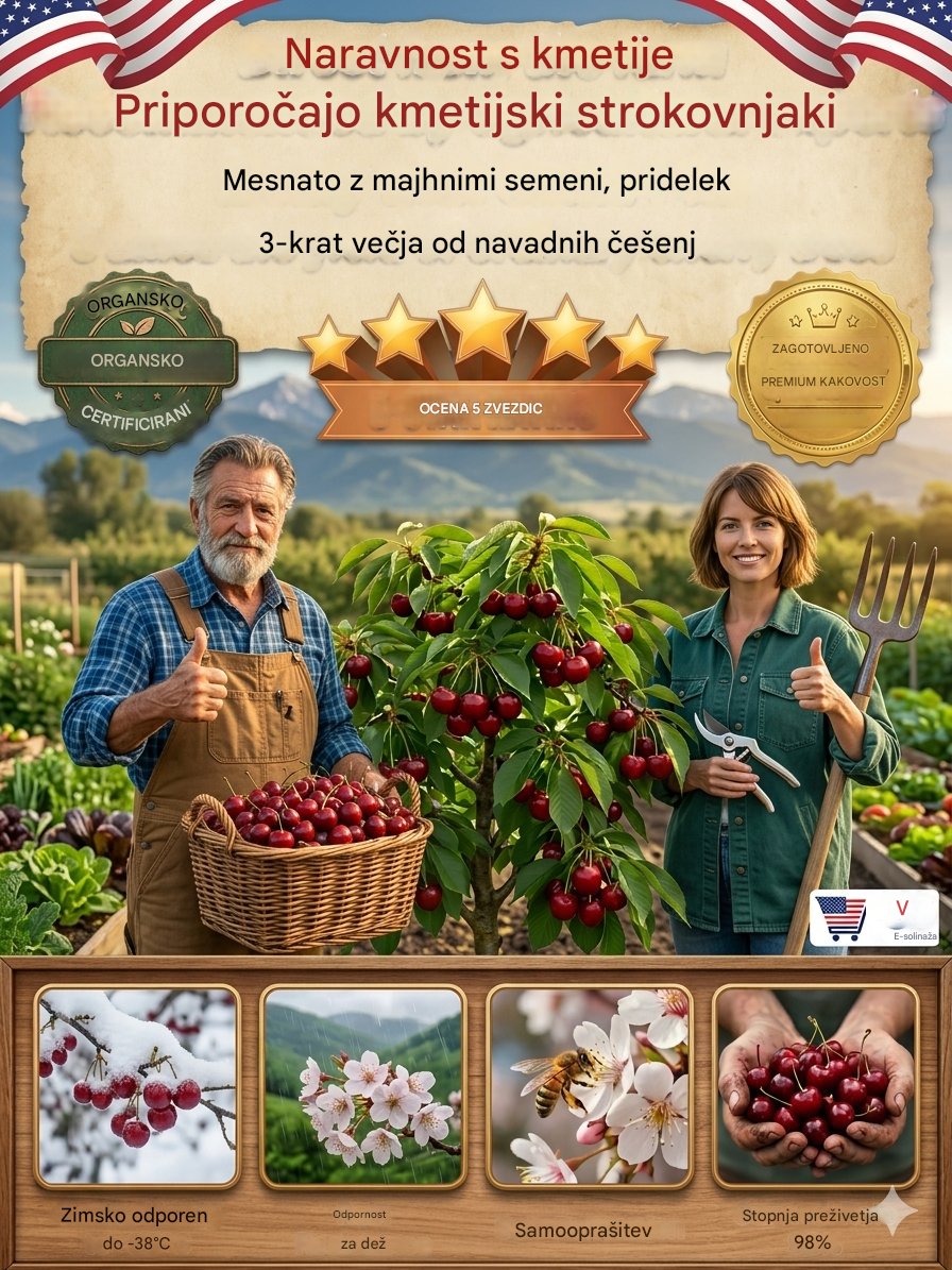 【Sveže obrane】sadenke pritlikavih češenj-SI