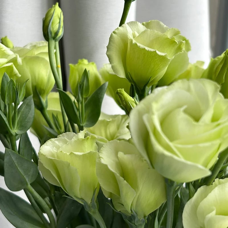 🔥Viimane müügipäev💝Eustoma Thornless Rose💐Lisianthus Seeds-EE