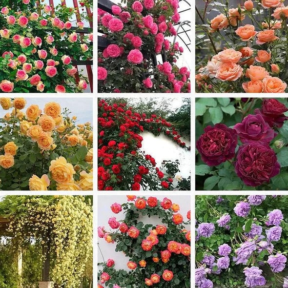 🌈 Róże pnące najwyższej jakości 🌹 Szybko rosnące, łatwe w pielęgnacji i bardzo pachnące ✨ Idealne do każdego ogrodu
