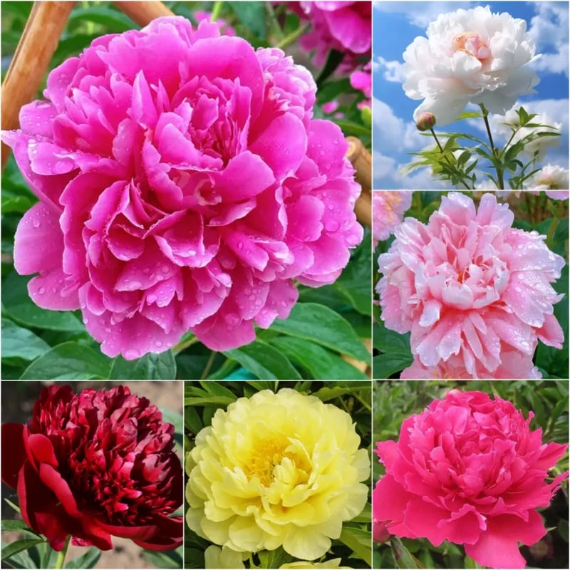 🔥ÚLTIMO DÍA 45% DE DESCUENTO🌺REINA DE LAS FLORES - DOBLE ESPUMA-ES