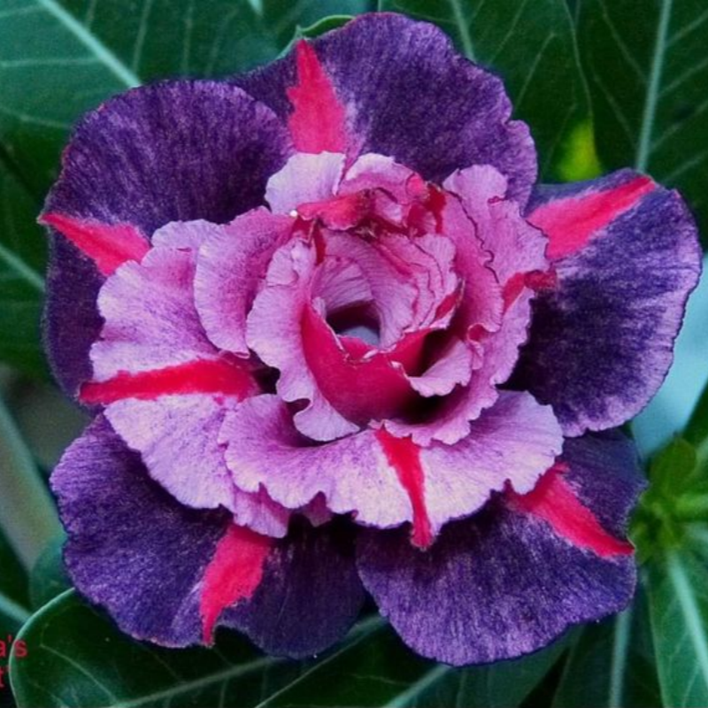🎁Lukovice pustinjske ruže🌵Vrlo jednostavne za njegu! 🌸Lukovice Adenium Obesum-HR