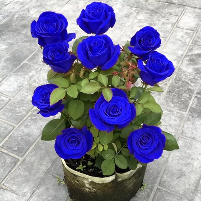 💙СЕМЕНА ОТ РОЗА BLUE ECHANTRESS✨