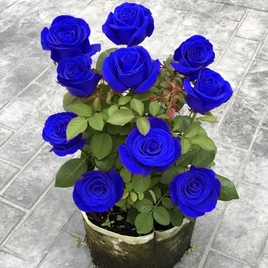 💙NASIONA RÓŻY BLUE ENCHANTRESS✨