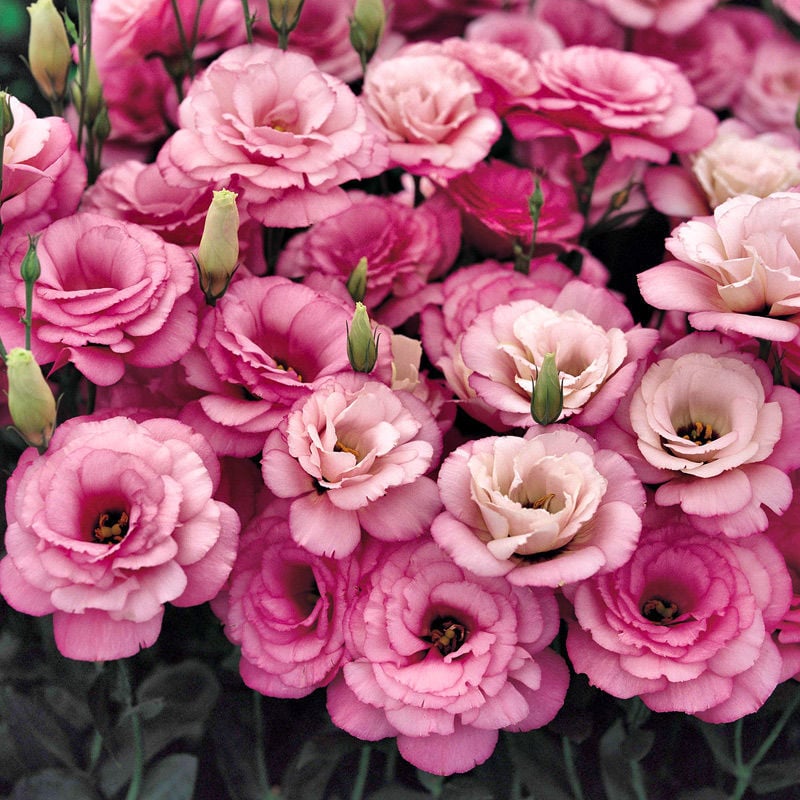 🔥Viimane müügipäev💝Eustoma Thornless Rose💐Lisianthus Seeds-EE