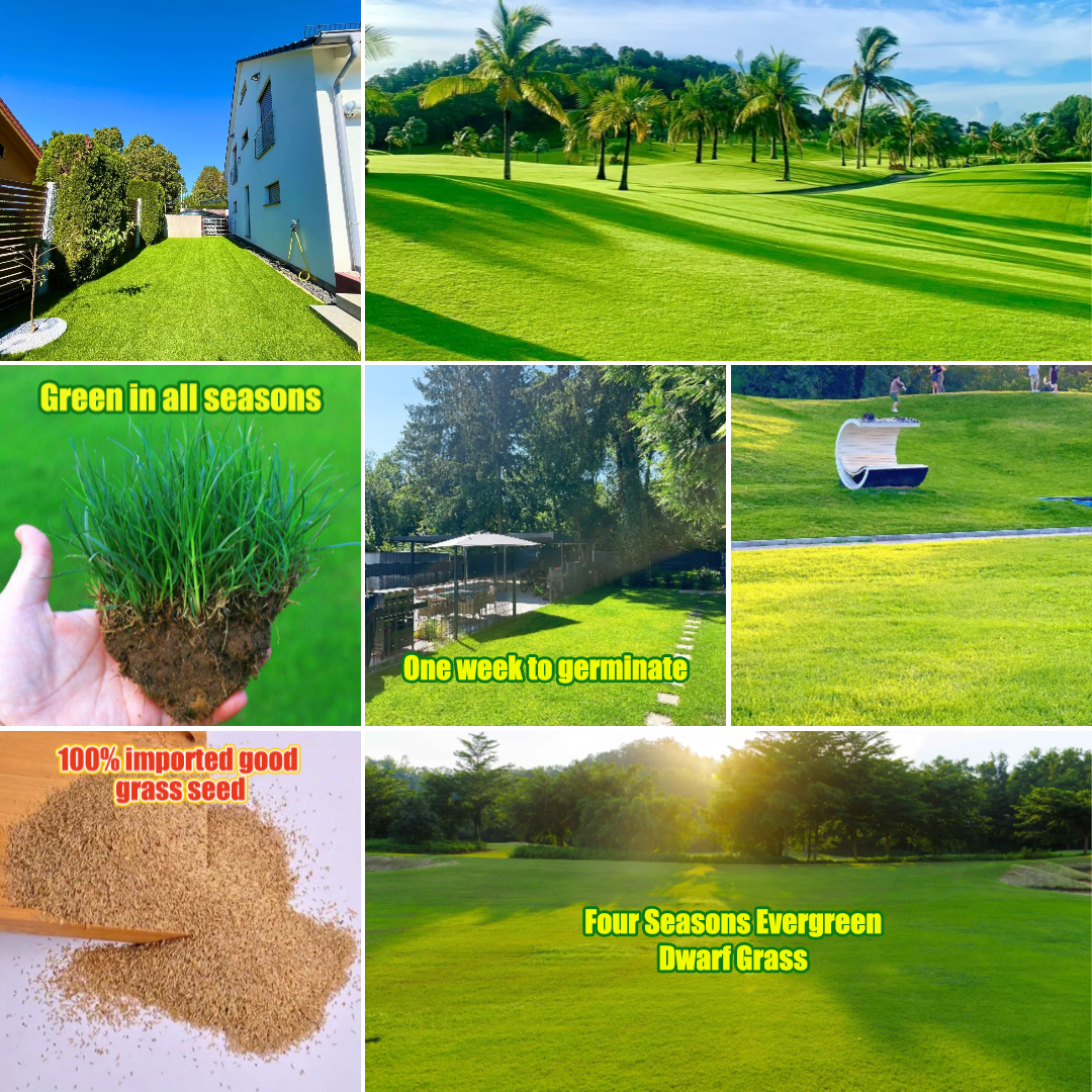 🌱 Semillas de césped enano perenne Four Seasons | Crea tu césped perfecto empezando aquí!-ES