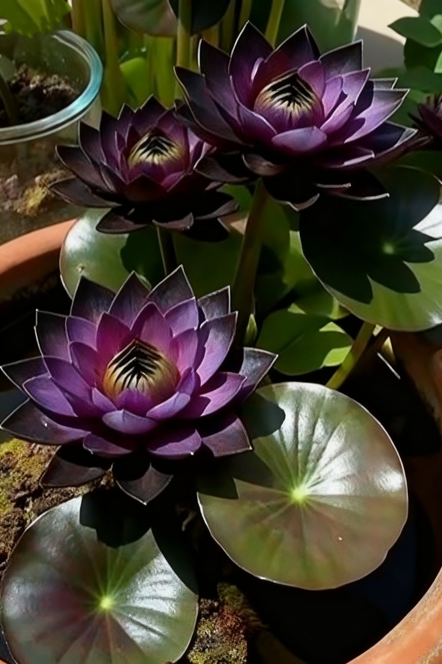 🌌💜 Лотос в сянка – рядка красота във вашата градина🌸