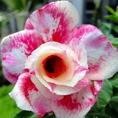 ✨Dykumos rožė🌹Atspari karščiui✨-LT