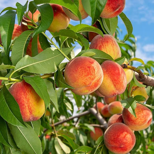🍑Πολύ γλυκοί και ζουμεροί σπόροι ροδάκινου-GR