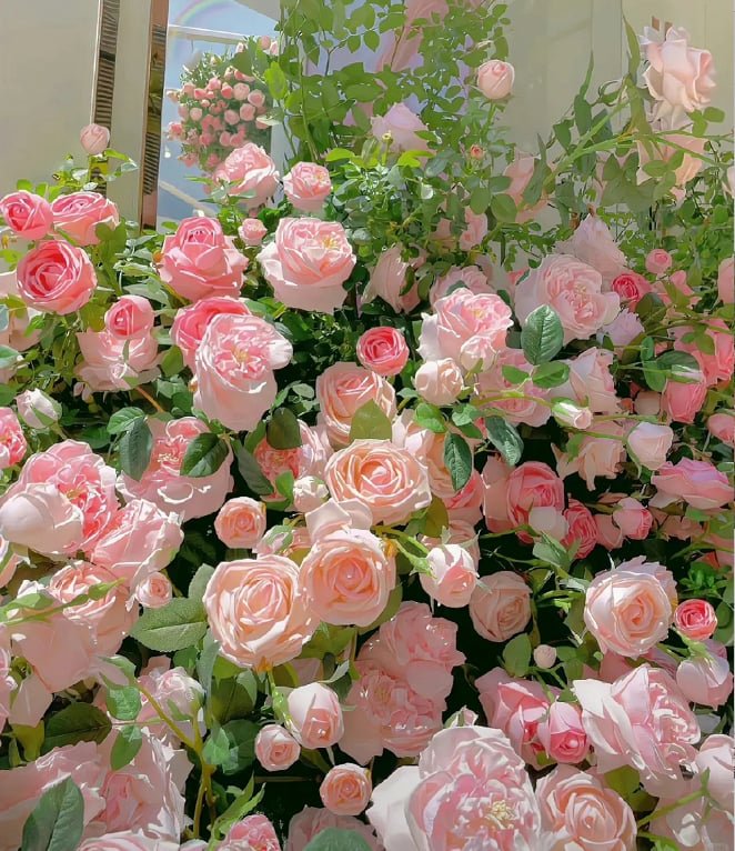🌈 Висококачествени катерливи рози 🌹 Бързорастящи, лесни за грижа и много ароматни ✨ Перфектни за всяка градина