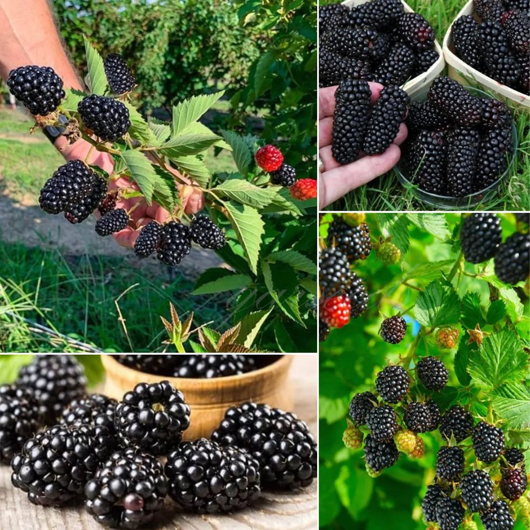 🍇🌿 Semená moruše – jednoduché pestovanie doma 🌱 Predaných už viac ako 10 000 balení semien🏆🏆-SK🏆