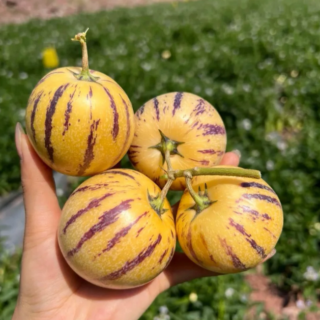 Ženšenni vili Pepino meloniseemned-Solanum Muricatum-EE