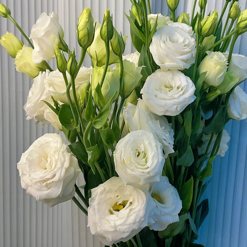 🔥Viimane müügipäev💝Eustoma Thornless Rose💐Lisianthus Seeds-EE