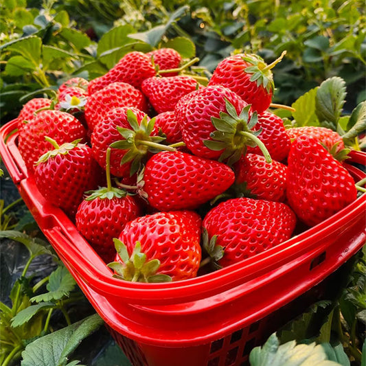Sladké jahodové semienka s krémom z krajiny snov🍓-SK