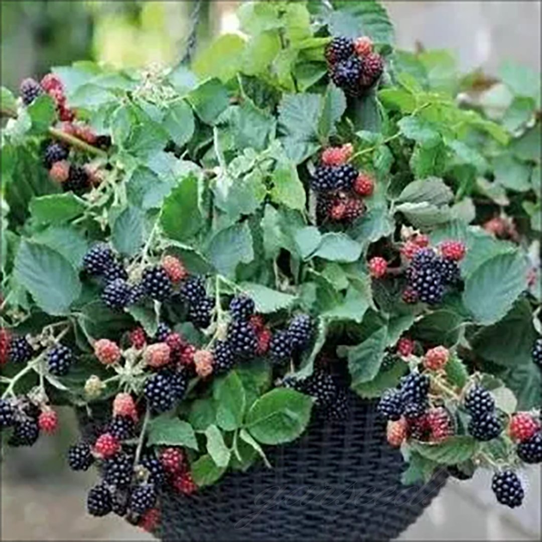 🍇🌿 Semená moruše – jednoduché pestovanie doma 🌱 Predaných už viac ako 10 000 balení semien🏆🏆-SK🏆