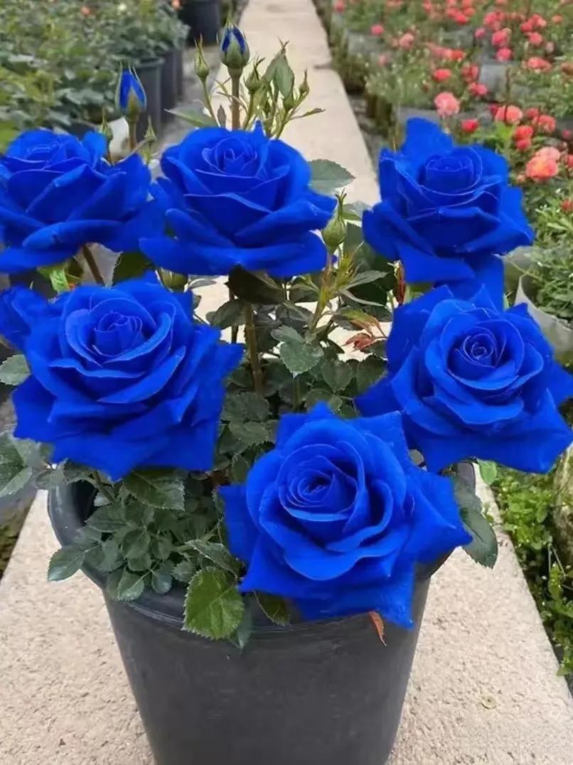 💙СЕМЕНА ОТ РОЗА BLUE ECHANTRESS✨