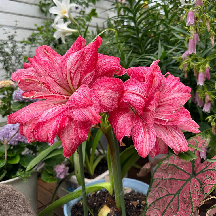 Луковици на двуцветни амарилиси🌼