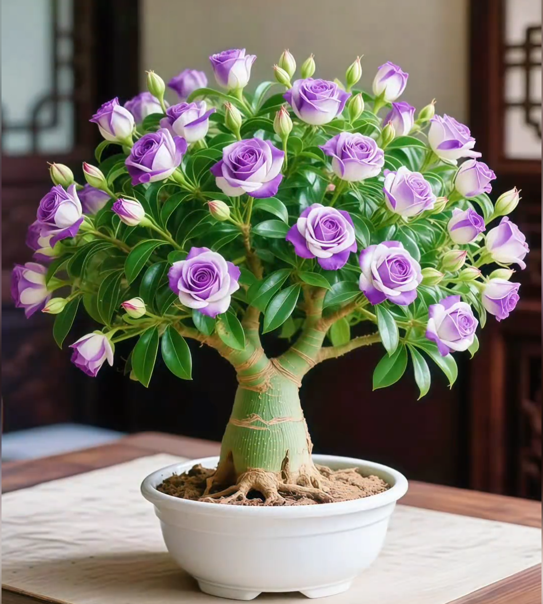🌵 Redka semena puščavske vrtnice 🌺 Enostavna za gojenje