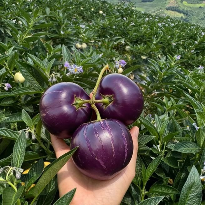 😋 Sjemenke ljubičastog Pepina 💜 Slatko, sočno i lako za uzgoj! 🌱-HR