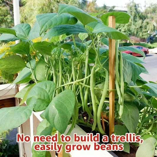 🔥Σπόροι φασολιών νάνος 🌱 | Υψηλή απόδοση • Χωρίς πέργκολα • Εύκολο στην καλλιέργεια-GR