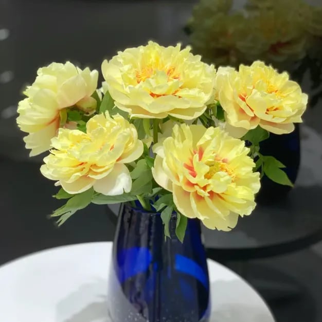 🔥ÚLTIMO DÍA 45% DE DESCUENTO🌺REINA DE LAS FLORES - DOBLE ESPUMA-ES
