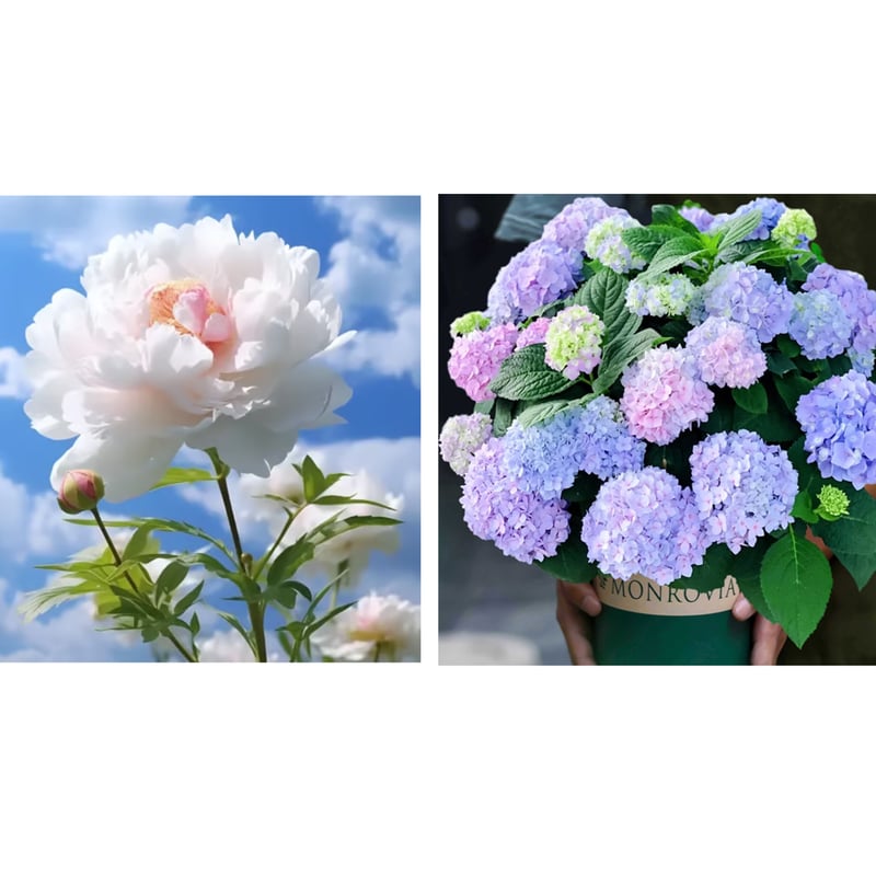 🔥ÚLTIMO DÍA 45% DE DESCUENTO🌺REINA DE LAS FLORES - DOBLE ESPUMA-ES