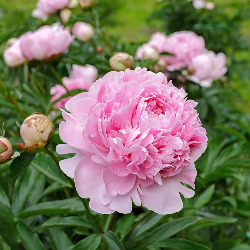 🔥ÚLTIMO DÍA 45% DE DESCUENTO🌺REINA DE LAS FLORES - DOBLE ESPUMA-ES