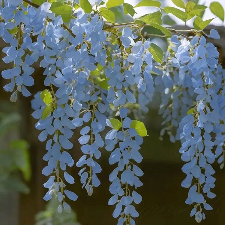 🌸Σπόροι Γλυκίνης – Η Ομορφιά του Κήπου Όλο το Χρόνο💗-GR