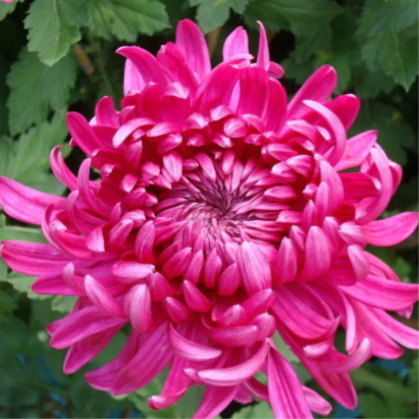 🌺Цвете на елегантността🌼Семена от гигантска хризантема