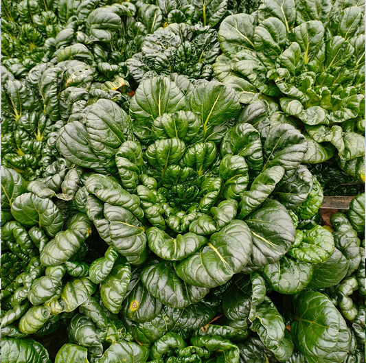 Brassica Narinosa sėklos (WuTat Choy)-LT