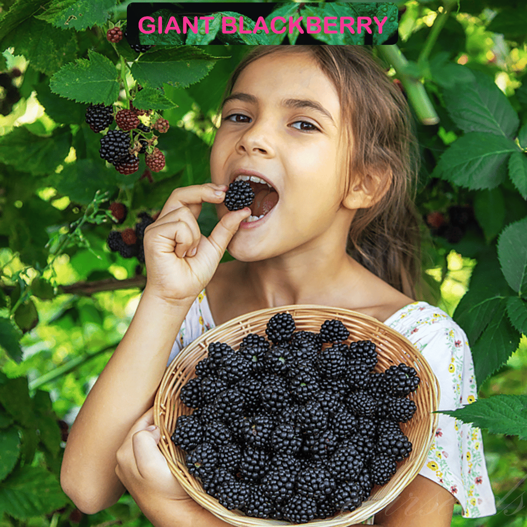 🍇🌿 Semená moruše – jednoduché pestovanie doma 🌱 Predaných už viac ako 10 000 balení semien🏆🏆-SK🏆
