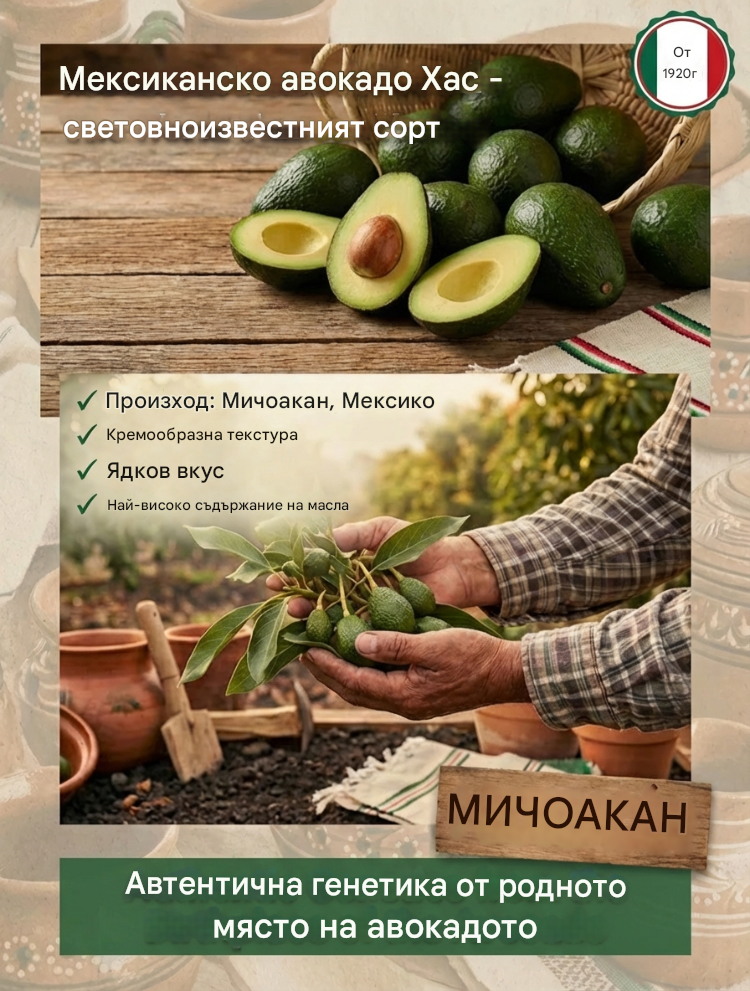 Разсад от мексиканско авокадо (плод от първата година)