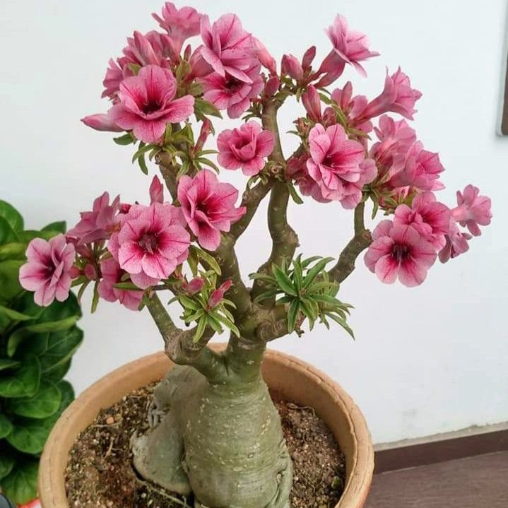 🎁Lukovice pustinjske ruže🌵Vrlo jednostavne za njegu! 🌸Lukovice Adenium Obesum-HR