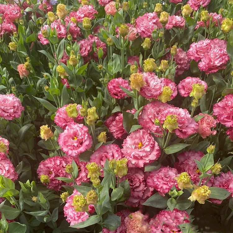 🔥Viimane müügipäev💝Eustoma Thornless Rose💐Lisianthus Seeds-EE