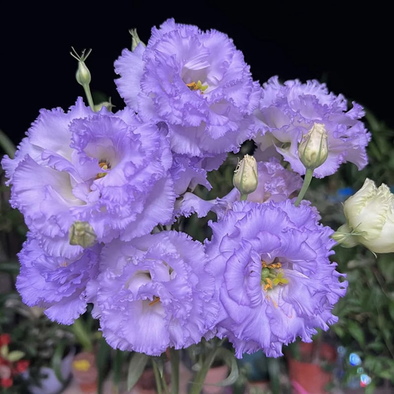 🔥Viimane müügipäev💝Eustoma Thornless Rose💐Lisianthus Seeds-EE