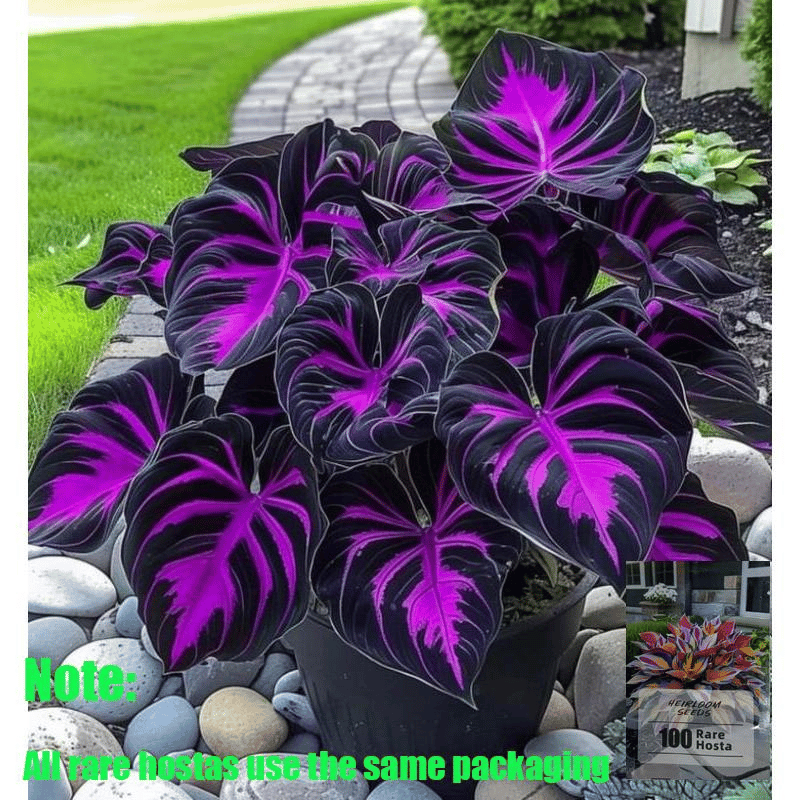 🌿 Редки луковици на Хоста🎁 Специална оферта 2025
