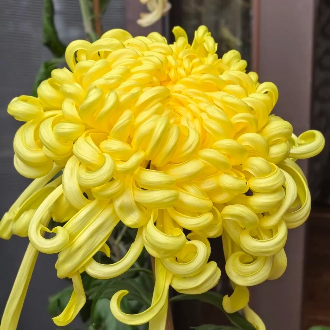 🌺Цвете на елегантността🌼Семена от гигантска хризантема