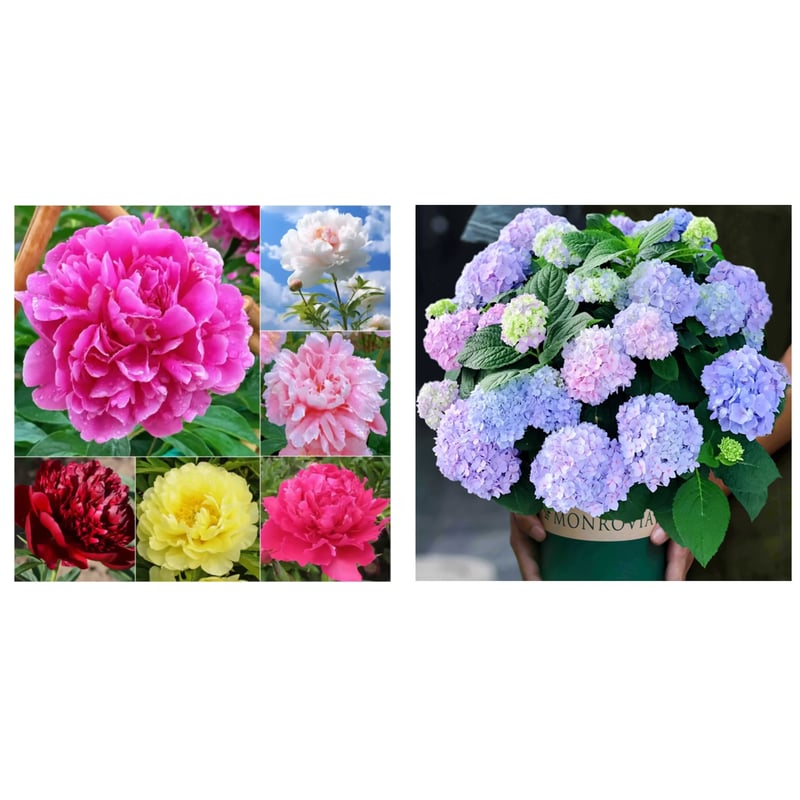 🔥ÚLTIMO DÍA 45% DE DESCUENTO🌺REINA DE LAS FLORES - DOBLE ESPUMA-ES