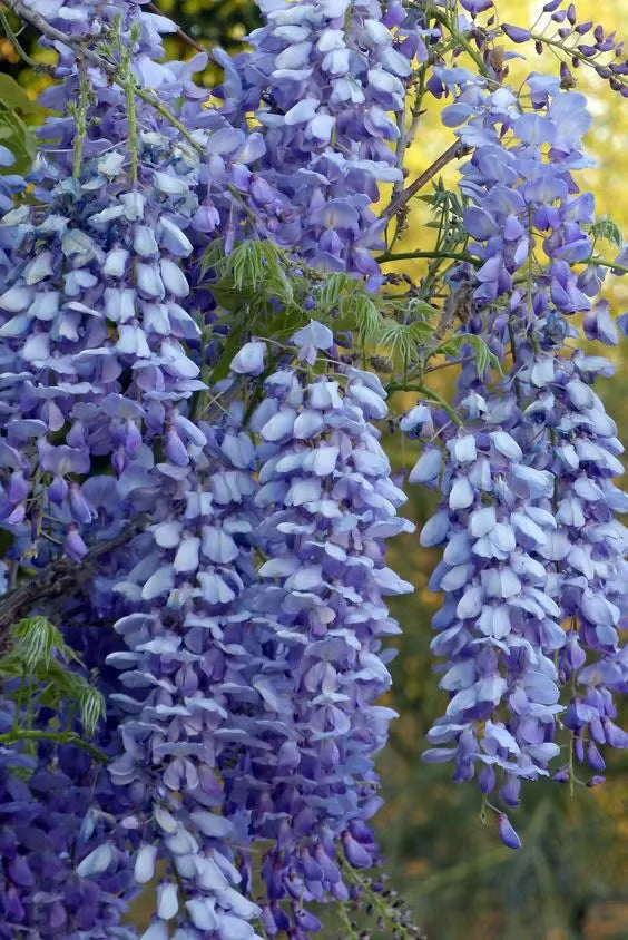 🌸Σπόροι Γλυκίνης – Η Ομορφιά του Κήπου Όλο το Χρόνο💗-GR
