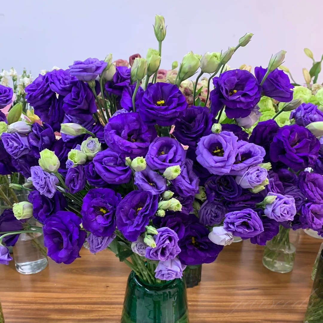🔥Viimane müügipäev💝Eustoma Thornless Rose💐Lisianthus Seeds-EE