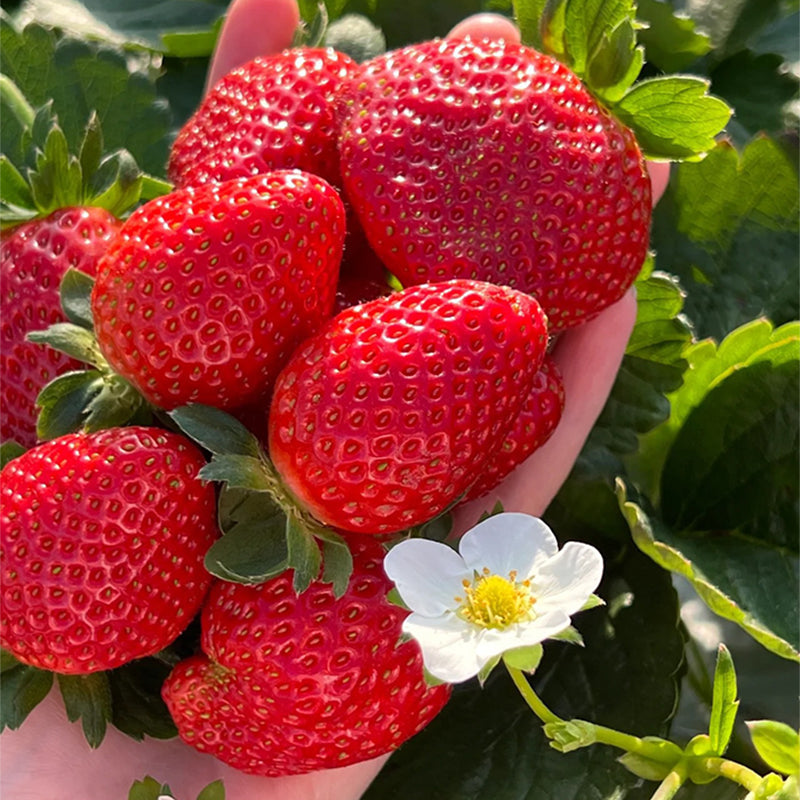 Sladké jahodové semienka s krémom z krajiny snov🍓-SK