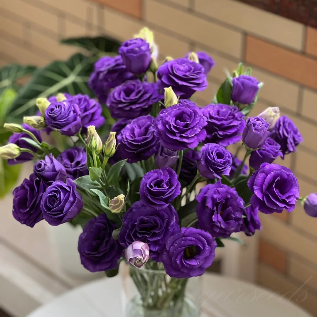 🔥Viimane müügipäev💝Eustoma Thornless Rose💐Lisianthus Seeds-EE