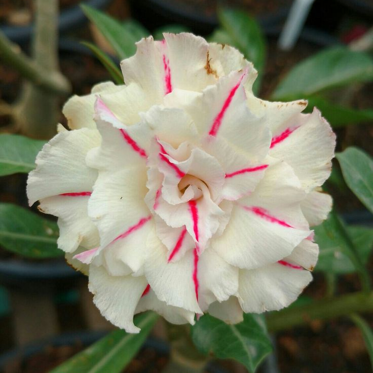 🎁Lukovice pustinjske ruže🌵Vrlo jednostavne za njegu! 🌸Lukovice Adenium Obesum-HR