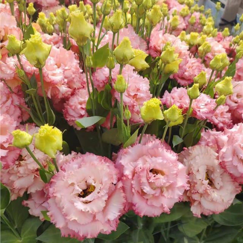 🔥Viimane müügipäev💝Eustoma Thornless Rose💐Lisianthus Seeds-EE