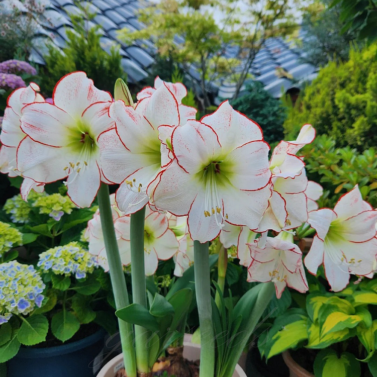 Луковици на амарилис с двоен цвят🌼