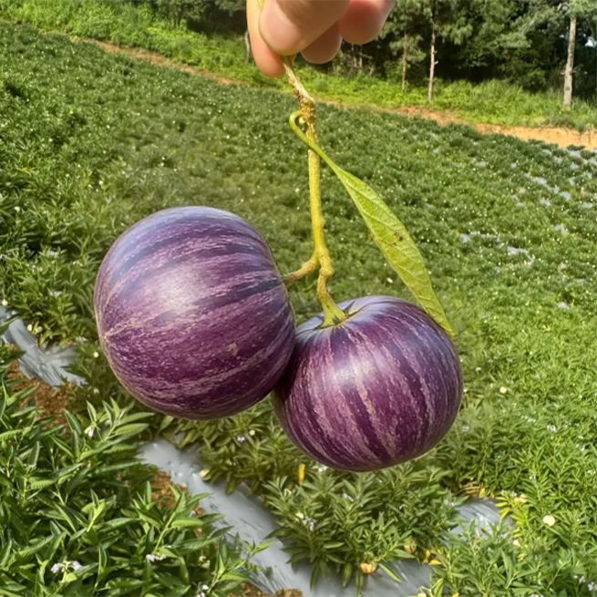 😋 Sjemenke ljubičastog Pepina 💜 Slatko, sočno i lako za uzgoj! 🌱-HR