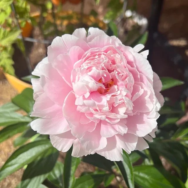 🔥ÚLTIMO DÍA 45% DE DESCUENTO🌺REINA DE LAS FLORES - DOBLE ESPUMA-ES